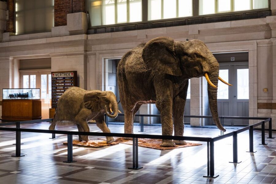 Brussels: Train World Museum Entrance Ticket - Getting There from Schaerbeek Station and Parking Tips