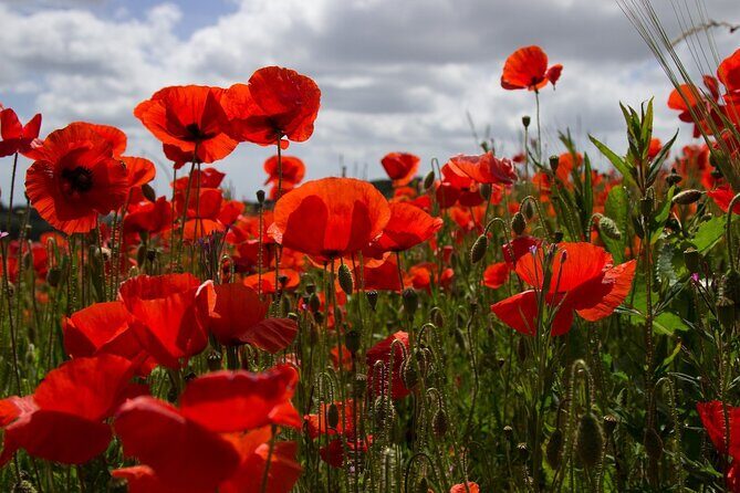 Flanders Fields Remembrance Tour from Brussels - Ypres time and the Menin Gate Last Post ceremony at 8 pm